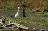 Aigrette garzette